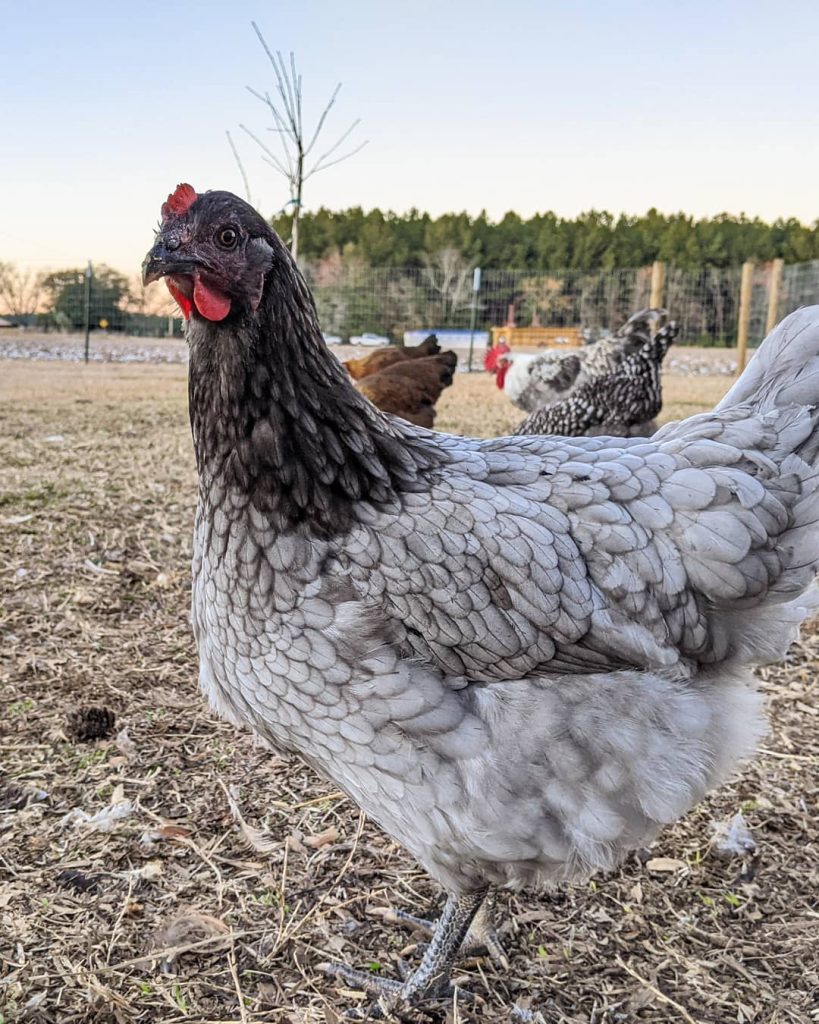 sapphire gem chicken in a flock on an large chicken run