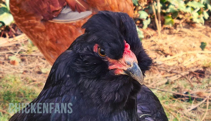 araucana chicken with beard and muff