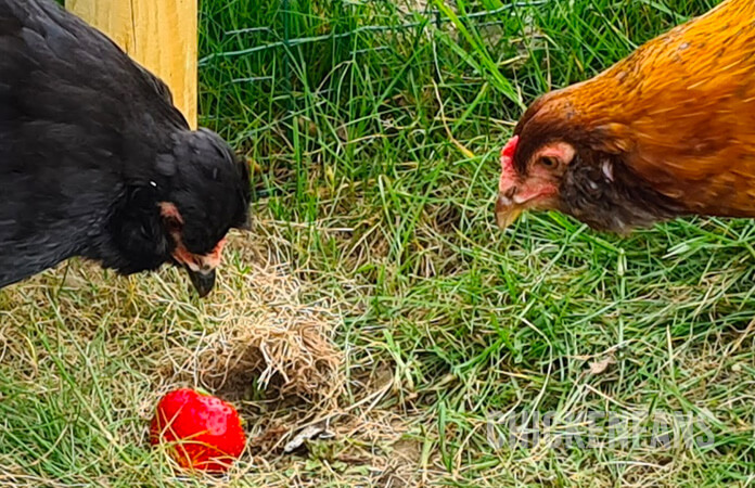 black and brown araucana chicken eating a strawberry