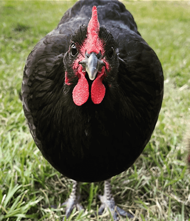 australorp