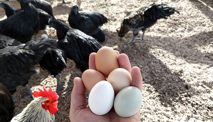 Ayam Cemani chickens and their light-colored eggs