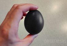 Black Chicken Egg