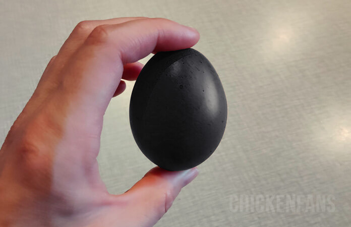 universiteitsstudent Whitney Prik Black Chicken Eggs Myths Busted | Chicken Fans
