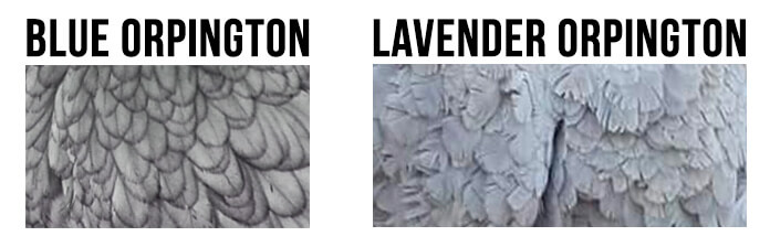 Feathers of a Blue Orpington vs feathers of a Lavender Orpington. The feathers of the Blue Orpington show lacing and black rims, while the plumage of the Lavender Orpington is even without black speckles.