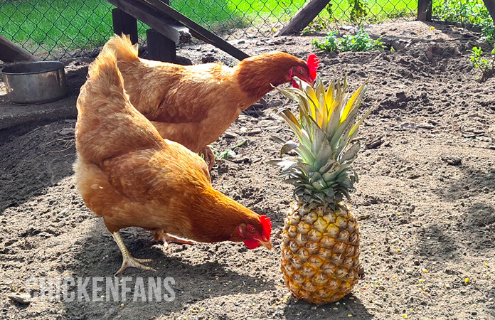 Brown chickens inspecting an entire pineapple
