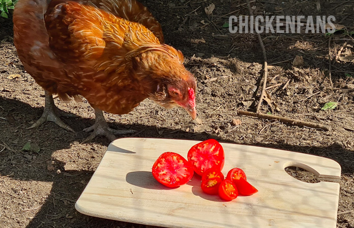 chicken eating small tomatoes