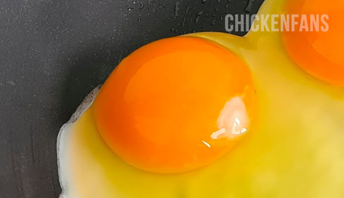 egg yolk with chalazae and egg white