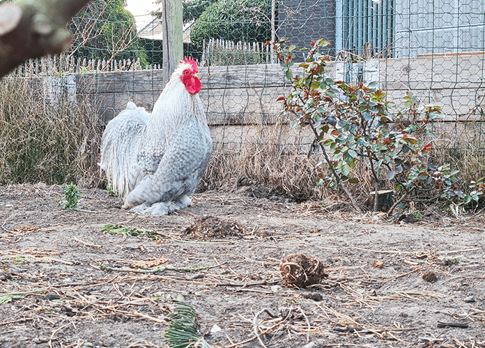 cochin rooster