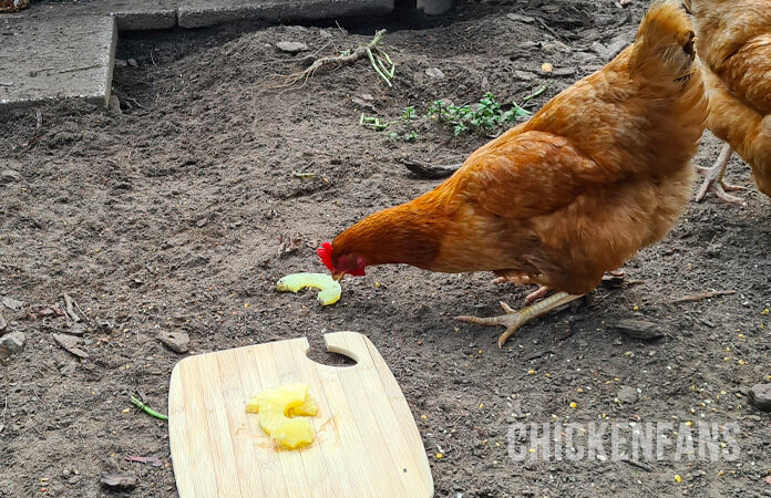 chicken eating cooked pineapple slice in the chicken run