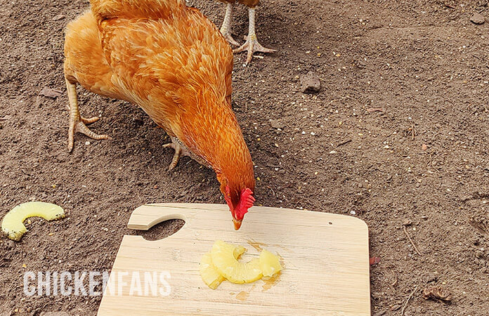 chicken eating pineapple slices