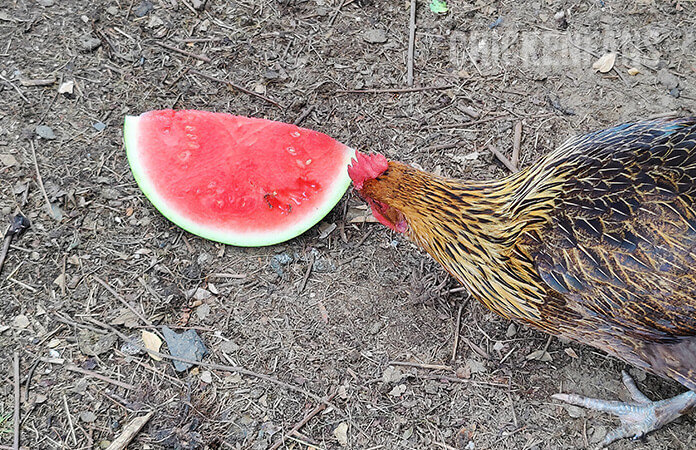 chicken eating watermelon