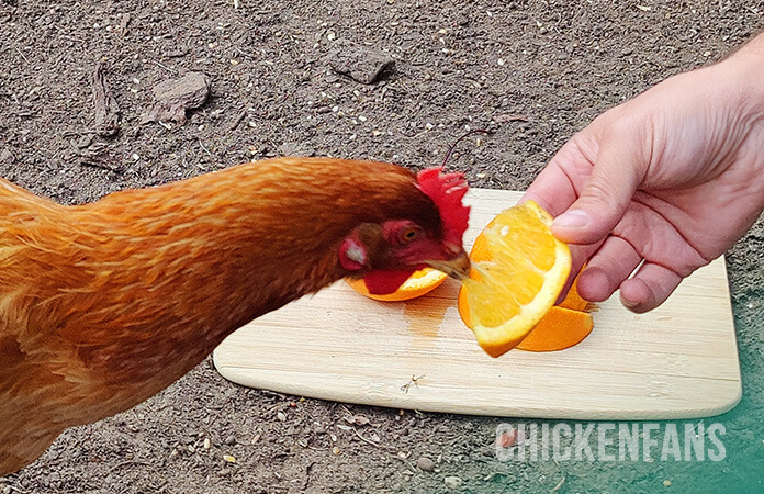 chicken eating from an orange slice out of the hand of a feeder