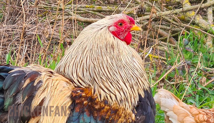 Rooster with striped hackles