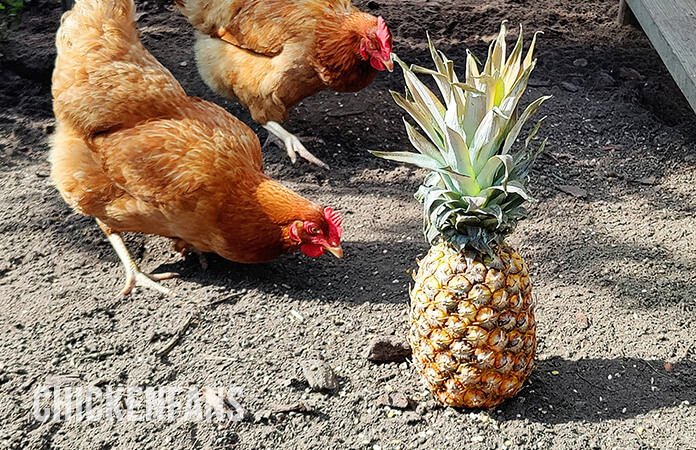 ISA brown chickens eating pineapple leaves