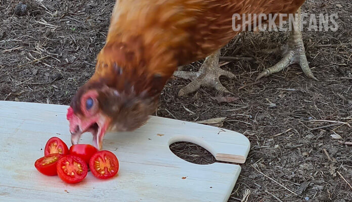 a brown hen taking a tomato with her beak