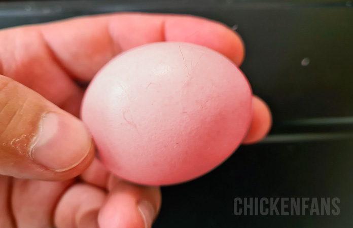 Pink chicken egg