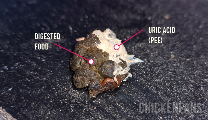 chicken droppings with white parts formed by uric acid, the pee of a chicken, and brown parts which are digested food