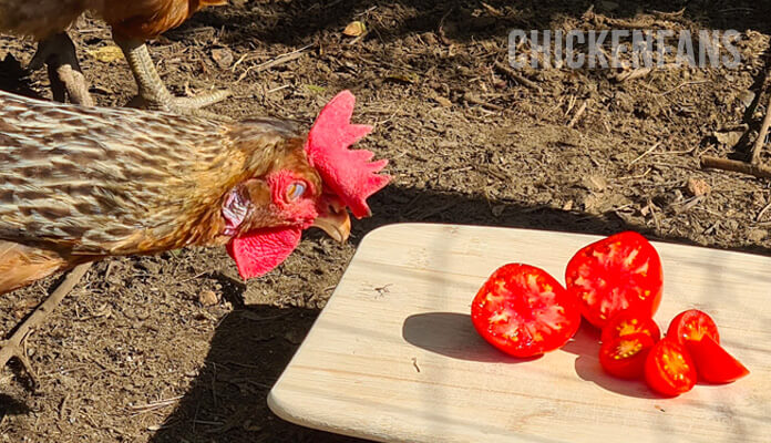 cicken looking at small cut tomatoes