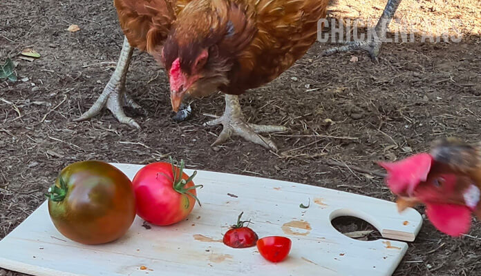 chicken looking at red green tomato