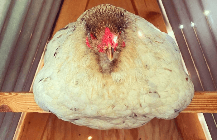 How Do Chickens Sleep Chicken Fans how-do-chickens-sleep-chicken-fans