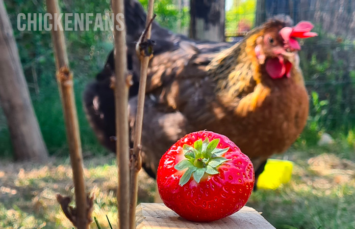 chicken with strawberry