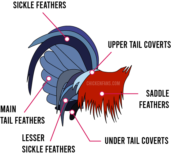 Chicken tail feathers and anatomy: upper tail coverts, sickle feathers, main tail feathers, lesser sickle feathers, under tail coverts