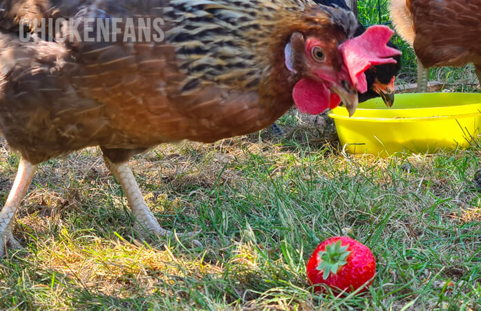 chicken and strawberry