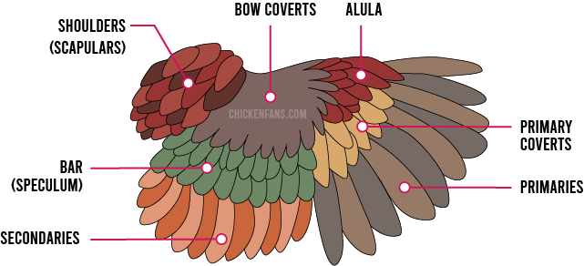Main chicken feather groups: scapulars, bow coverts, alula, primary coverts, primary flight feathers or primaries, bar or speculum, secondary flight feathers or secondaries