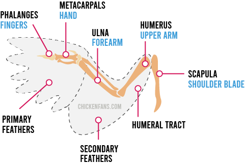 Attachment of feather wings to the bones of a chicken, showing primary feathers attached to the metacarpals (hand), secondary feathers attached to the ulna (forarm), humeral tract feathers attached to the humerus which forms the should with the scapula. Chickens also have some feathers on their thumb or phalanges.