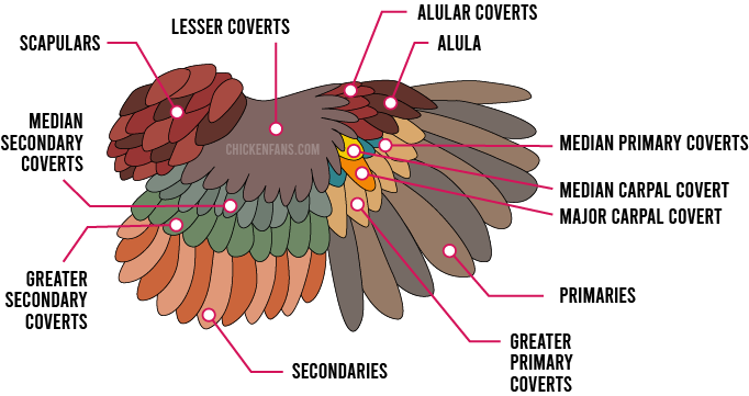 Detailed chicken wing anatomy: scapulars, lesser coverts, median secondary coverts, greater secondary coverts, secondaries, greater primary coverts, primaries, major carpal covert, median carpal covert, median primary coverts, alula and alula coverts