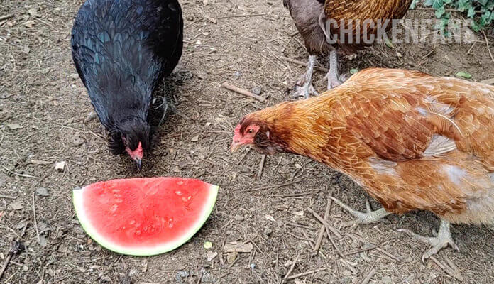 chickens eating watermelon seeds