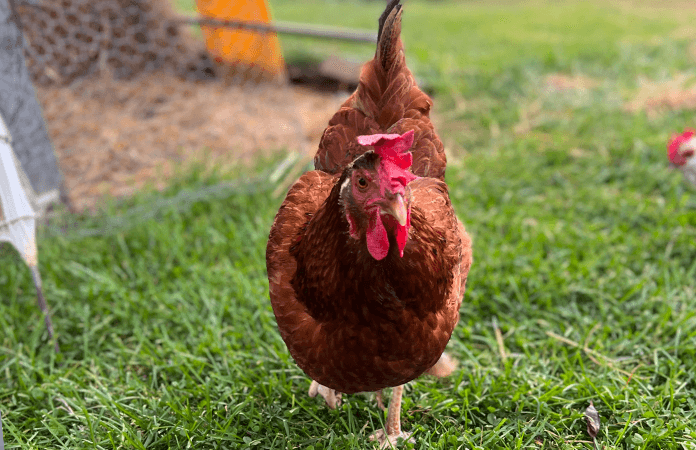 Cinnamon queen backyard chicken