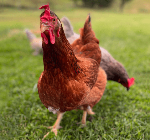 Cinnamon Queen hen