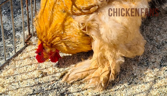 Cochin chicken showing both ptilopody feathers on the shank, feet and toes and vulture hock feathers pointing backward and down