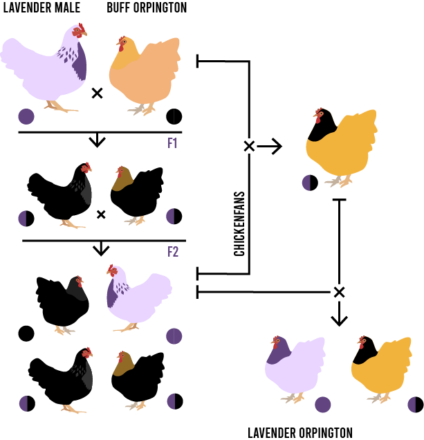 Lavender Orpington Breeding Chart that displays multiple generations of breeding to create a Lavender-colored Orpington.