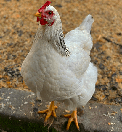 delaware chicken
