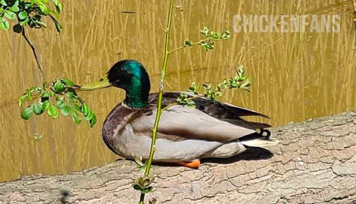 A male duck or drake resting on a tree on the water