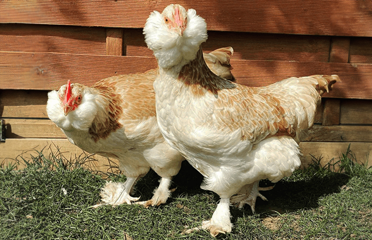 two faverolles chickens