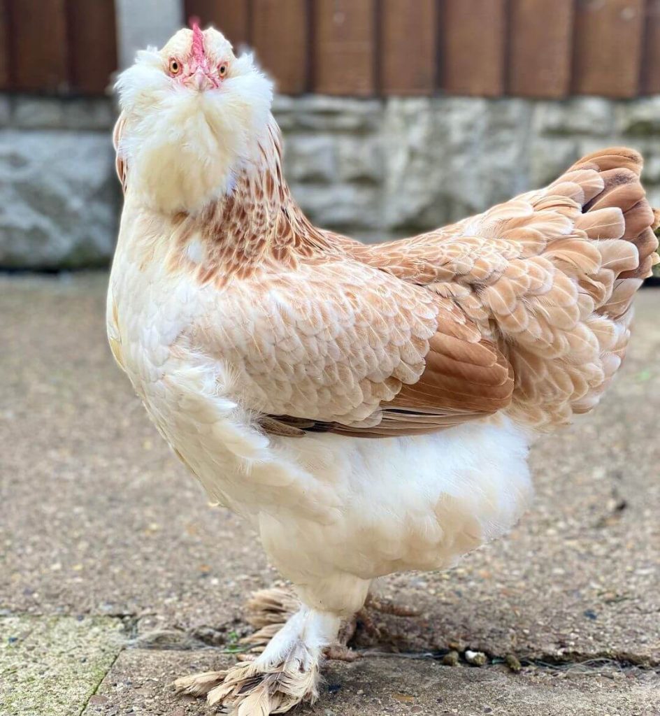 a salmon faverolles chicken