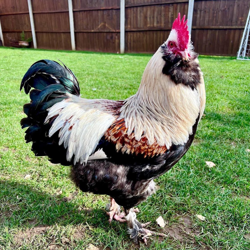 faverolles rooster