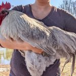 a lavender orpington rooster, a giant chicken breed