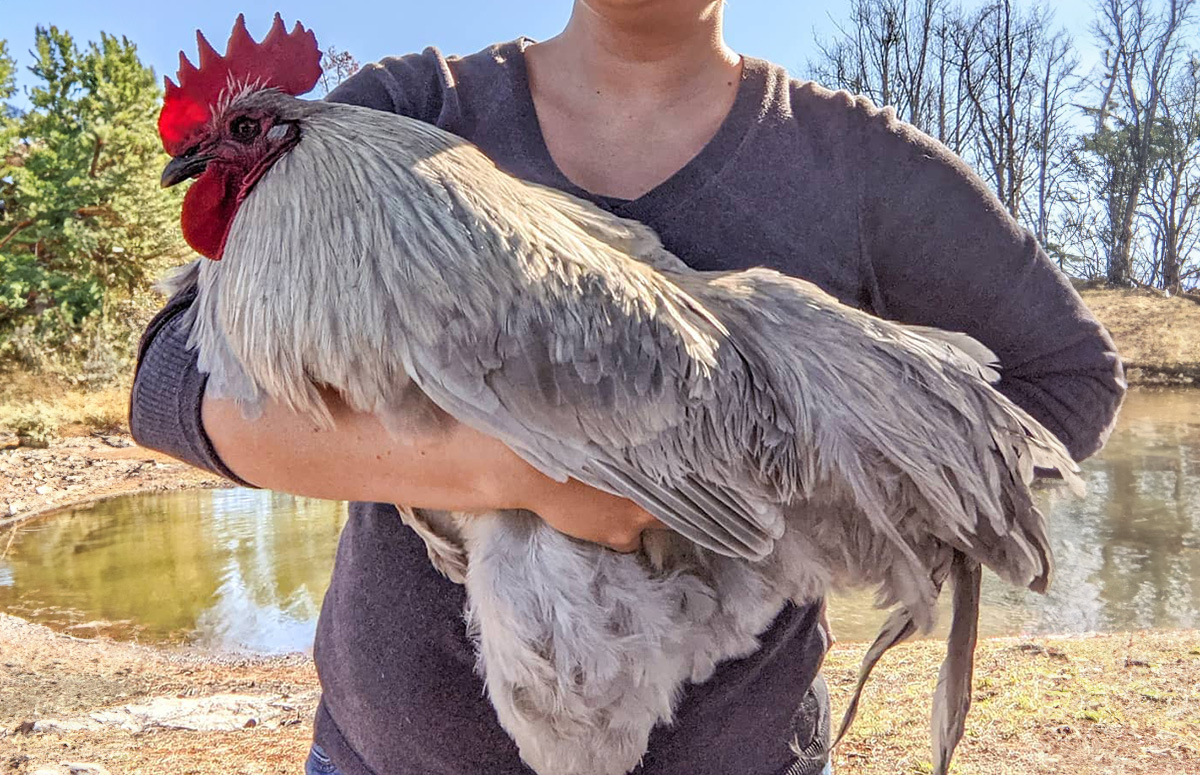 20 Amazing Giant Chicken Breeds