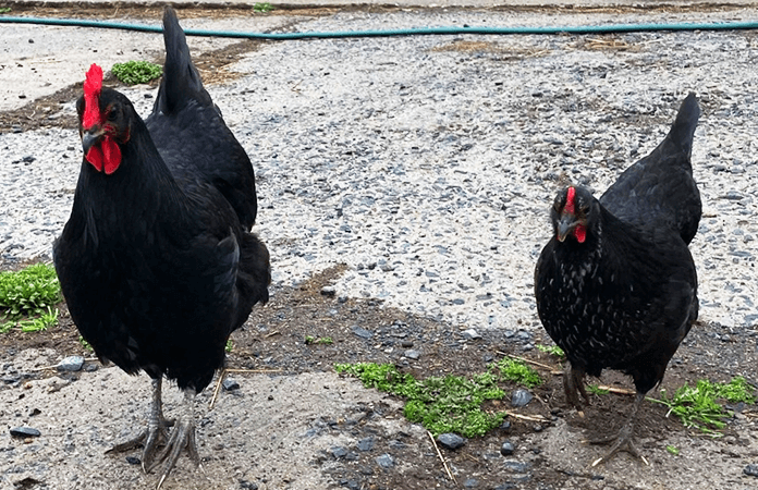 a Jersey Giant chicken next to an Australorp mix