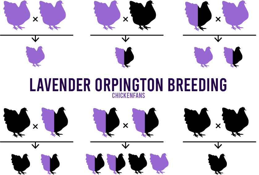 Lavender orpington breeding chart that shows all the Lavender Crossbreeding Possibilities