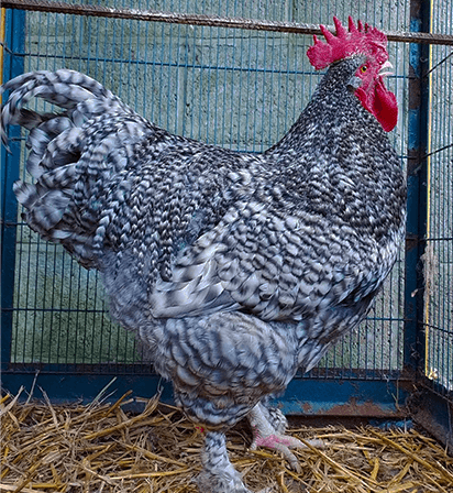 malines chicken