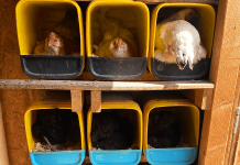 nesting boxes for chickens