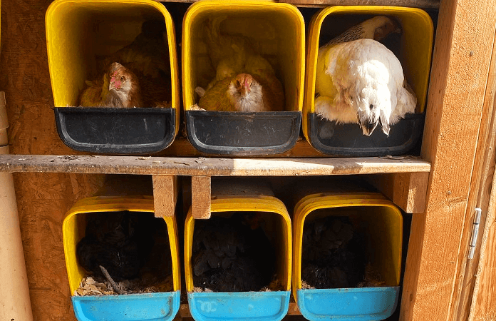 nesting boxes for chickens