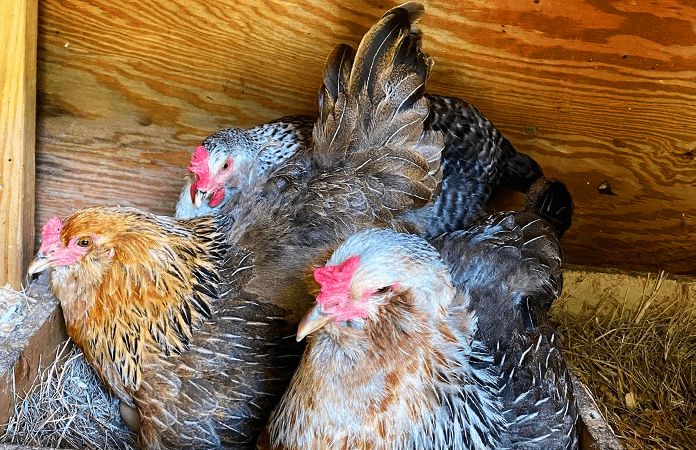 three chickens inside one nesting box