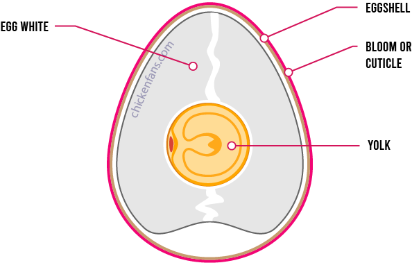 purple chicken egg anatomy with bloom and brown eggshell