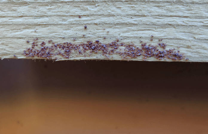 red mites in a chicken coop